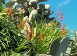 chasmanthe floribunda
